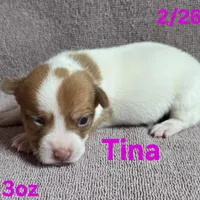 Tina, a female Teddy Roosevelt Terrier for sale in Wetumpka, AL – Photo 1 of 3