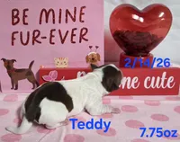 Teddy, a male Teddy Roosevelt Terrier for sale in Wetumpka, AL – Photo 3 of 5