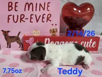 Teddy, a male Teddy Roosevelt Terrier for sale in Wetumpka, AL – Photo 4 of 5