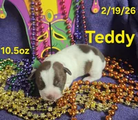 Teddy, a male Teddy Roosevelt Terrier for sale in Wetumpka, AL – Photo 2 of 5