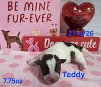 Teddy, a male Teddy Roosevelt Terrier for sale in Wetumpka, AL – Photo 5 of 5