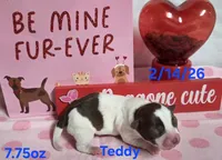 Teddy, a male Teddy Roosevelt Terrier for sale in Wetumpka, AL – Photo 1 of 5