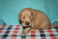 Male 3, a male Golden Retriever for sale in Chickasha, OK – 2 of 8