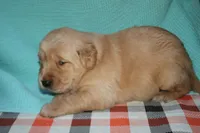 Male 4, a male Golden Retriever for sale in Chickasha, OK – 5 of 7