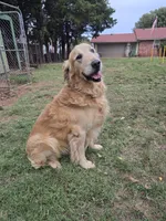 Female 2, a female Golden Retriever for sale in Chickasha, OK – 2 of 5