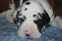 Harlequin Male, a male Great Dane for sale in Chickasha, OK – 5 of 5