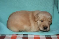 Male 4, a male Golden Retriever for sale in Chickasha, OK – 4 of 7