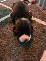Female Mantle, a female Great Dane for sale in Chickasha, OK – 2 of 8