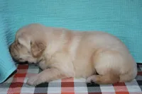 Male 1, a male Golden Retriever for sale in Chickasha, OK – 2 of 6