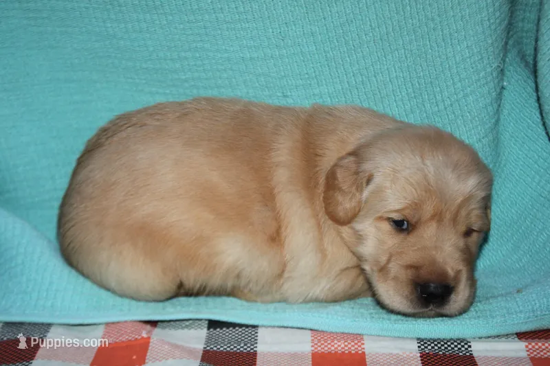 Male 4 – Golden Retriever puppy for sale in Chickasha, OK