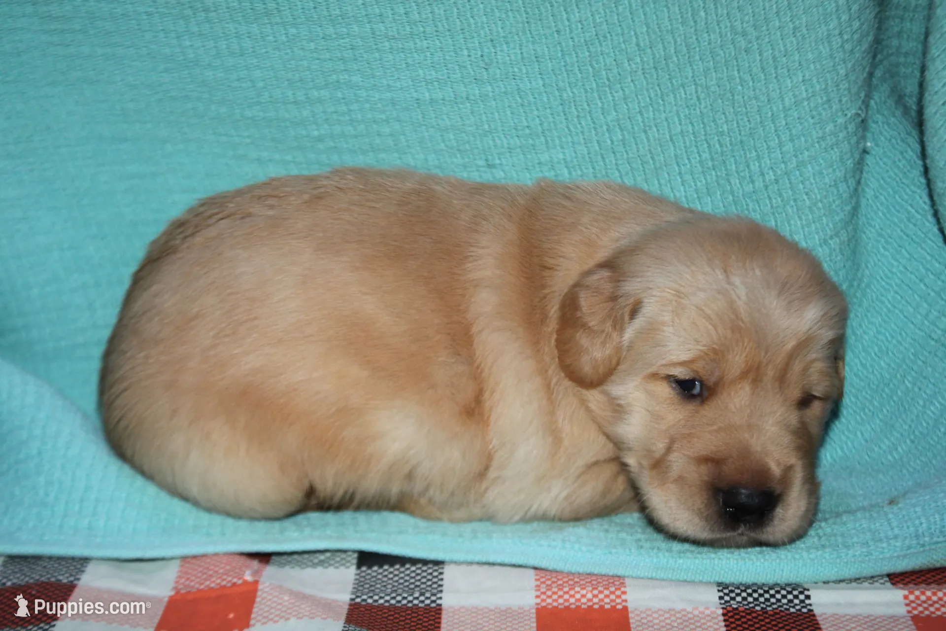 Male 4, a male Golden Retriever for sale in Chickasha, OK – 1 of 7