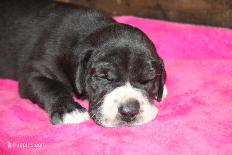 Female Mantle – Great Dane puppy for sale in Chickasha, OK