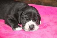 Female Mantle, a female Great Dane for sale in Chickasha, OK – 1 of 8