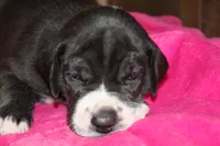 Female Mantle, a female Great Dane for sale in Chickasha, OK – 6 of 8