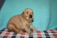 Male 3, a male Golden Retriever for sale in Chickasha, OK – 6 of 8