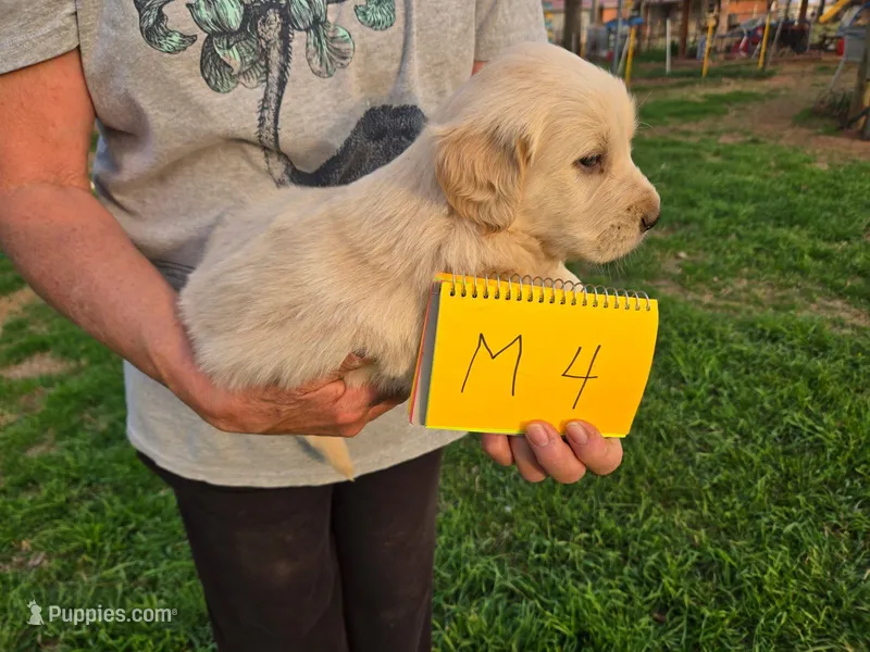 Male 4 – Golden Retriever puppy for sale in Chickasha, OK
