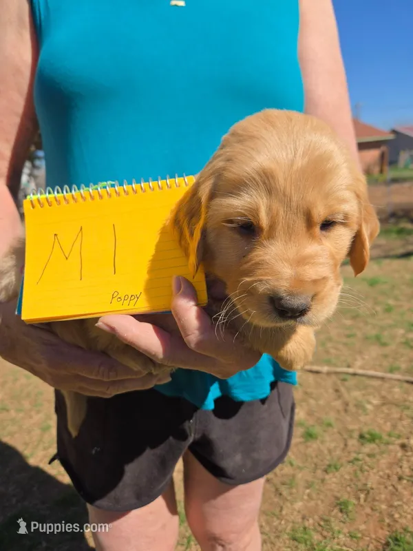 Male 1 – Golden Retriever puppy for sale in Chickasha, OK