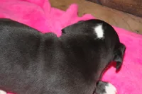 Female Mantle, a female Great Dane for sale in Chickasha, OK – 4 of 8