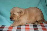 Male 4, a male Golden Retriever for sale in Chickasha, OK – 7 of 7