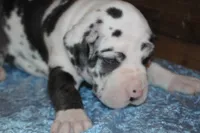 Harlequin Male, a male Great Dane for sale in Chickasha, OK – 2 of 5