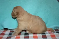 Male 3, a male Golden Retriever for sale in Chickasha, OK – 5 of 8