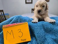 Male 3, a male Golden Retriever for sale in Chickasha, OK – Photo 1 of 3