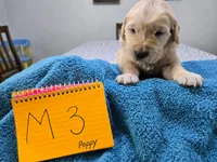 Male 3, a male Golden Retriever for sale in Chickasha, OK – Photo 3 of 3