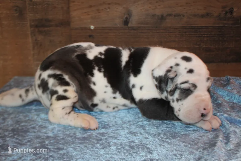 Harlequin Male – Great Dane puppy for sale in Chickasha, OK