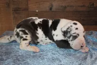Harlequin Male, a male Great Dane for sale in Chickasha, OK – 1 of 5