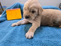 Male 2, a male Golden Retriever for sale in Chickasha, OK – Photo 2 of 3