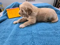 Male 2, a male Golden Retriever for sale in Chickasha, OK – Photo 3 of 3