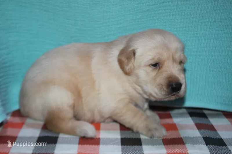 Male 1 – Golden Retriever puppy for sale in Chickasha, OK