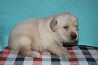 Male 1, a male Golden Retriever for sale in Chickasha, OK – 1 of 6