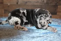 Merle Male, a male Great Dane for sale in Chickasha, OK – 3 of 8