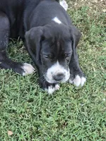Female Mantle Full AKC Euro, a female Great Dane for sale in Chickasha, OK – 7 of 7