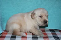 Male 1, a male Golden Retriever for sale in Chickasha, OK – 4 of 6