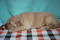 Male 2, a male Golden Retriever for sale in Chickasha, OK – 5 of 7