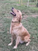 Male 2, a male Golden Retriever for sale in Chickasha, OK – 2 of 7