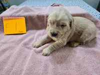 Female 1, a female Golden Retriever for sale in Chickasha, OK – Photo 3 of 4