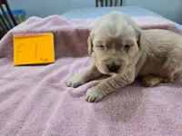 Female 1, a female Golden Retriever for sale in Chickasha, OK – Photo 1 of 4