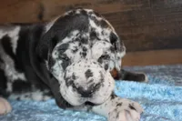 Merle Male, a male Great Dane for sale in Chickasha, OK – 6 of 8