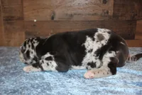 Merle Male, a male Great Dane for sale in Chickasha, OK – 8 of 8
