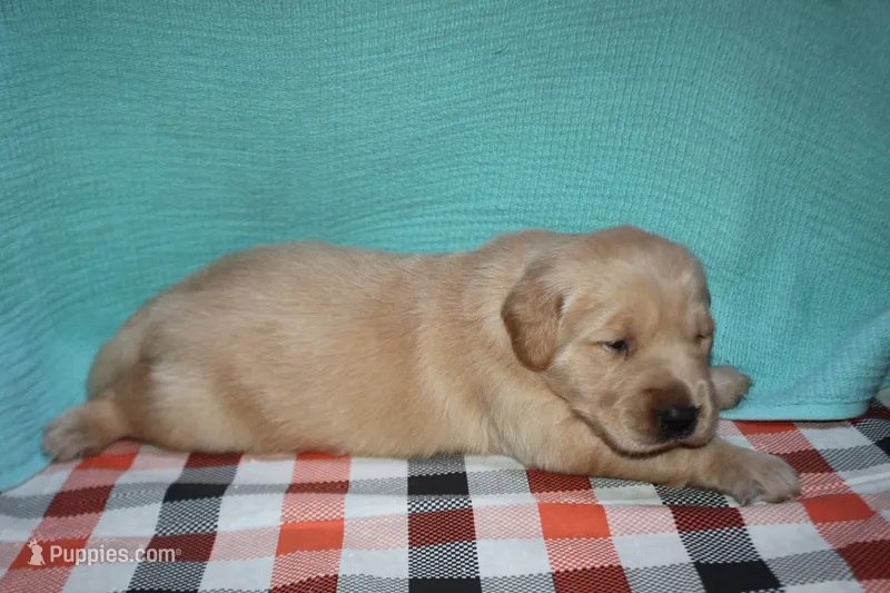 Male 2 – Golden Retriever puppy for sale in Chickasha, OK
