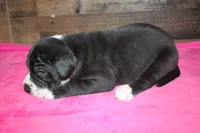 Female Mantle, a female Great Dane for sale in Chickasha, OK – 5 of 8