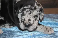 Merle Male, a male Great Dane for sale in Chickasha, OK – 4 of 8