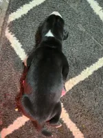 Female Mantle, a female Great Dane for sale in Chickasha, OK – 3 of 8