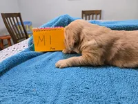 Male 1, a male Golden Retriever for sale in Chickasha, OK – Photo 1 of 3