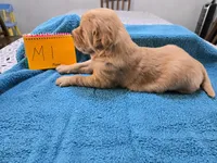 Male 1, a male Golden Retriever for sale in Chickasha, OK – Photo 2 of 3