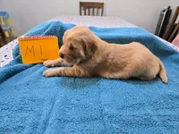 Male 1, a male Golden Retriever for sale in Chickasha, OK – Photo 3 of 3