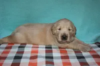 Male 2, a male Golden Retriever for sale in Chickasha, OK – 6 of 7